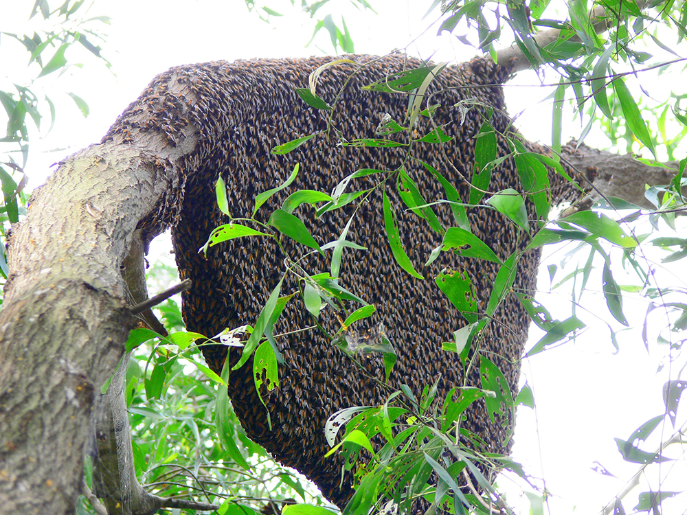 Vùng núi nổi tiếng này ở An Giang, có một loài vật làm tổ &quot;bự tổ chảng&quot; trên cây cổ thụ, hốc đá, bẹ dừa - Ảnh 4.