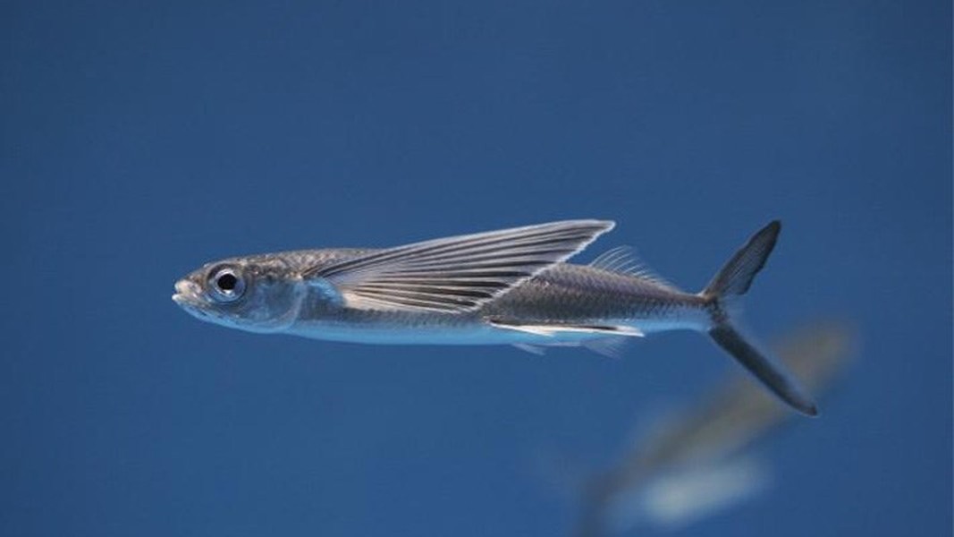 Độc lạ loài cá biết bay chỉ có ở vùng biển miền Trung Việt Nam - Ảnh 5.