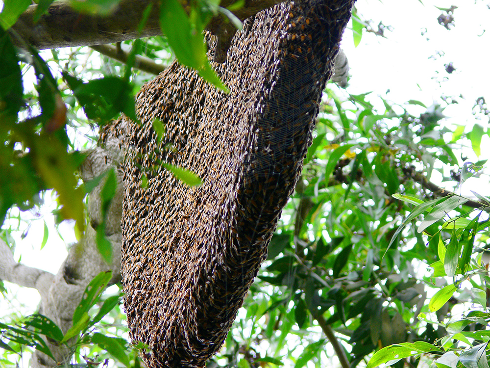 Vùng núi nổi tiếng này ở An Giang, có một loài vật làm tổ &quot;bự tổ chảng&quot; trên cây cổ thụ, hốc đá, bẹ dừa - Ảnh 5.