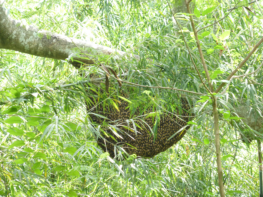 Vùng núi nổi tiếng này ở An Giang, có một loài vật làm tổ &quot;bự tổ chảng&quot; trên cây cổ thụ, hốc đá, bẹ dừa - Ảnh 6.