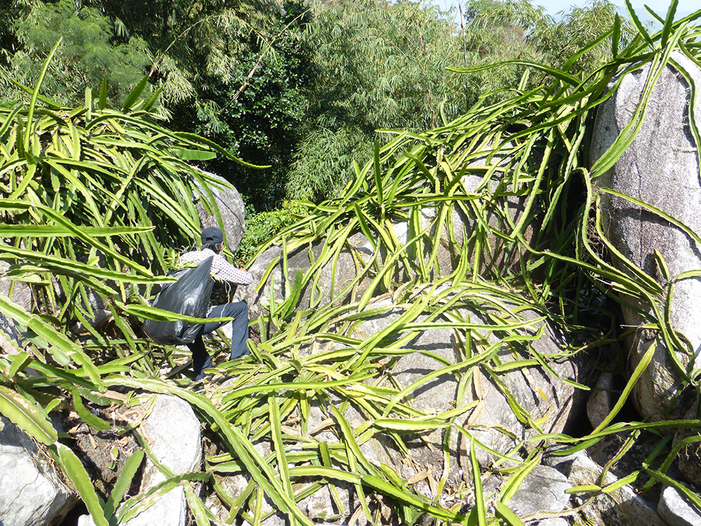Vùng núi nổi tiếng này ở An Giang, có một loài vật làm tổ &quot;bự tổ chảng&quot; trên cây cổ thụ, hốc đá, bẹ dừa - Ảnh 9.