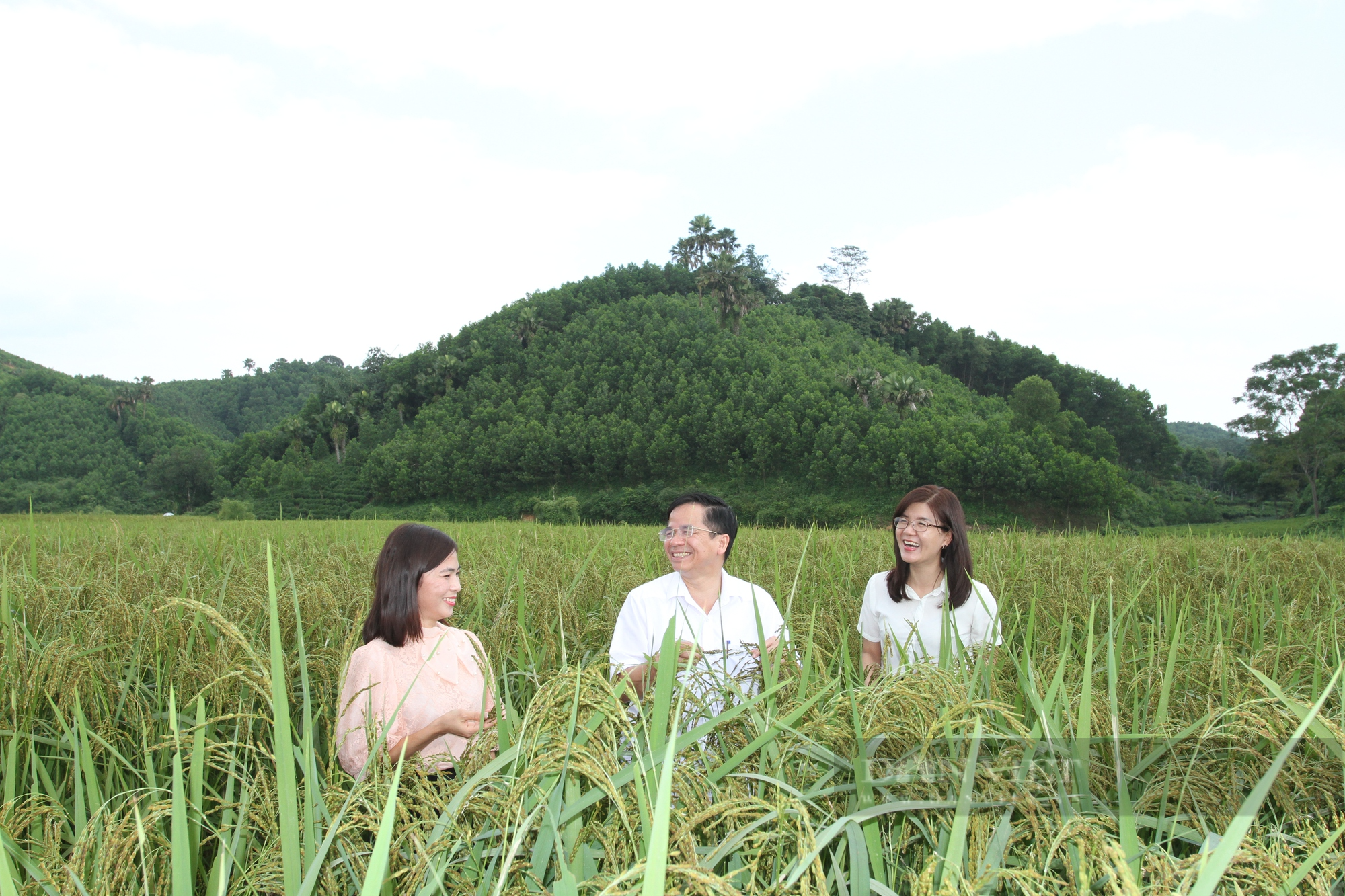 Thái Nguyên: Trồng loại lúa nếp thơm ngon, hiệu quả gấp 2 lần giống lúa khác, nhiều bà con xã này thoát nghèo - Ảnh 5.