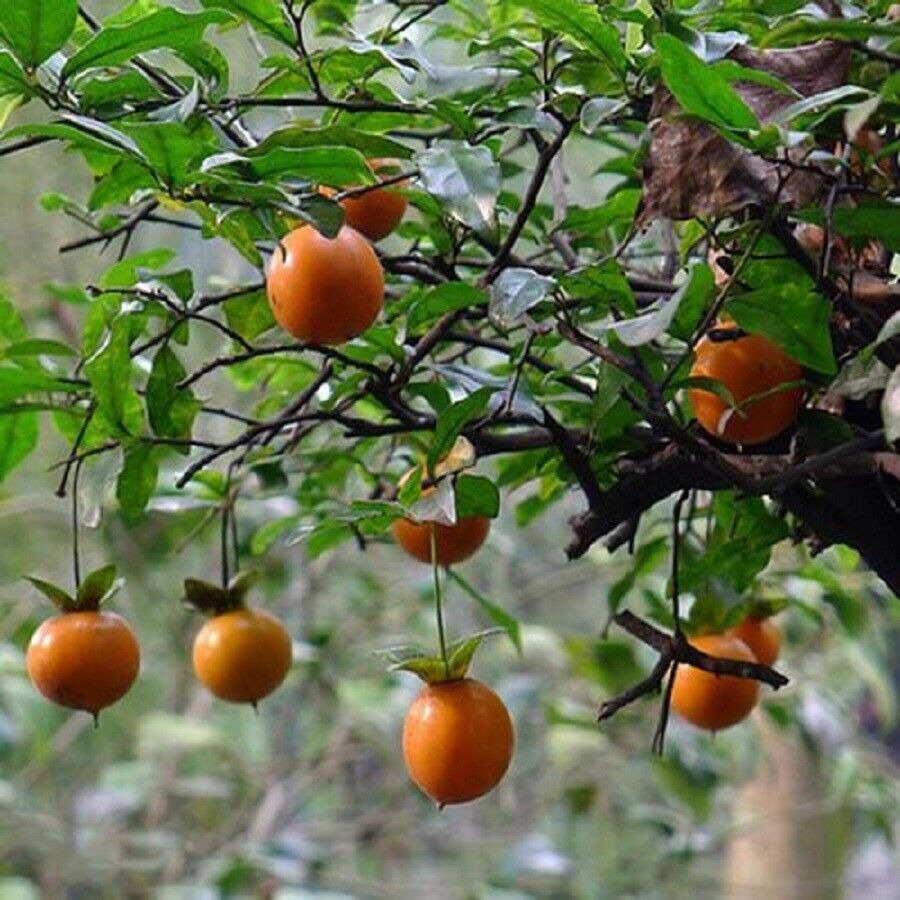 Nhà giàu thích trồng cây cảnh &quot;vàng bạc đầy cành&quot; để thu hút tài lộc, làm ăn phát đạt - Ảnh 5.