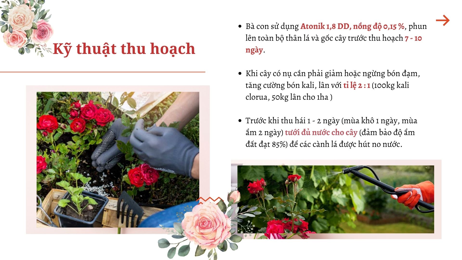 SỔ TAY NHÀ NÔNG: Kỹ thuật thu hoạch và bảo quản hoa hồng - Ảnh 2.