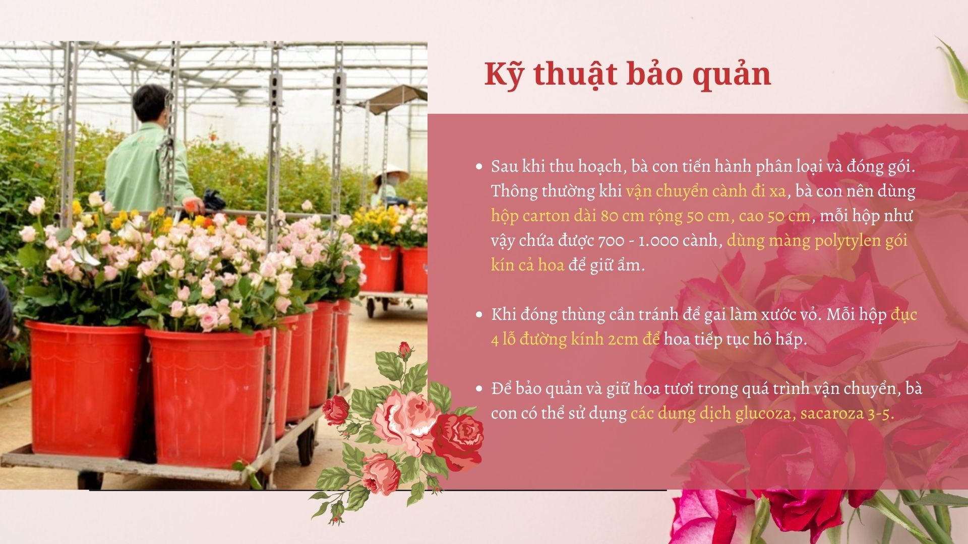 SỔ TAY NHÀ NÔNG: Kỹ thuật thu hoạch và bảo quản hoa hồng - Ảnh 3.