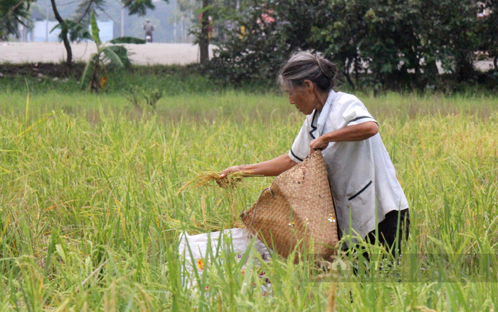 Tình trạng thiếu hụt lao động nông thôn tạo nên nhiều áp lực cho ngành khuyến nông. Lao động lớn tuồi làm nông nghiệp ở huyện Bình Chánh. Ảnh: Nam Bình