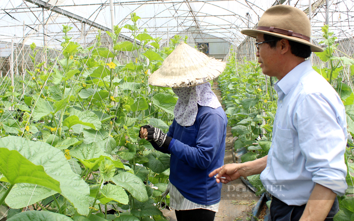 TP.HCM cần hình thành chuỗi liên kết sản xuất giữa doanh nghiệp cung cấp giống, vật tư và hộ nông dân. Một cơ sở sản xuất kinh doanh giống nông nghiệp ở huyện Củ Chi. Ảnh: Thuận An