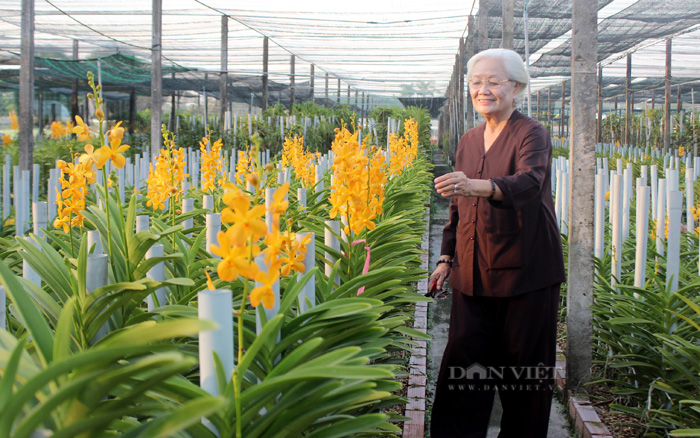 Bà Bé vẫn dùng vẫn dùng kinh nghiệm bản thân để tự sản xuất hoa lan giống, cung cấp cho bạn hàng khắp các tỉnh thành. Ảnh: Nguyễn Vy