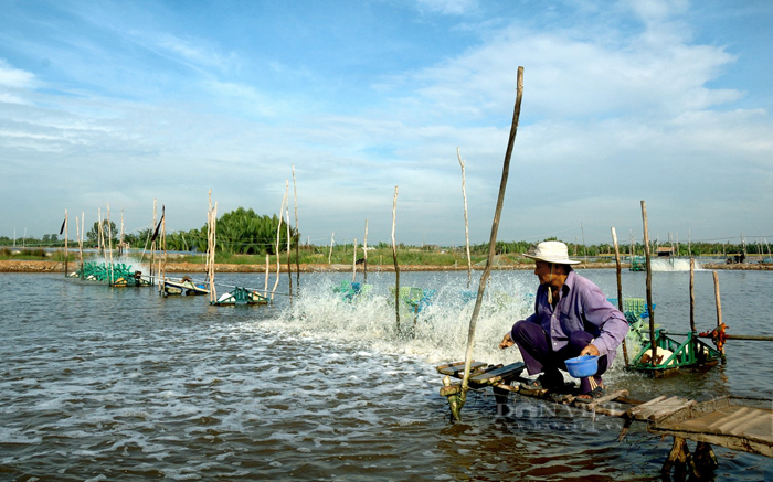 Ban quản lý ATHP đã xây dựng 94 mô hình nuôi tôm thâm canh, xen canh. Ảnh: Nam Bình