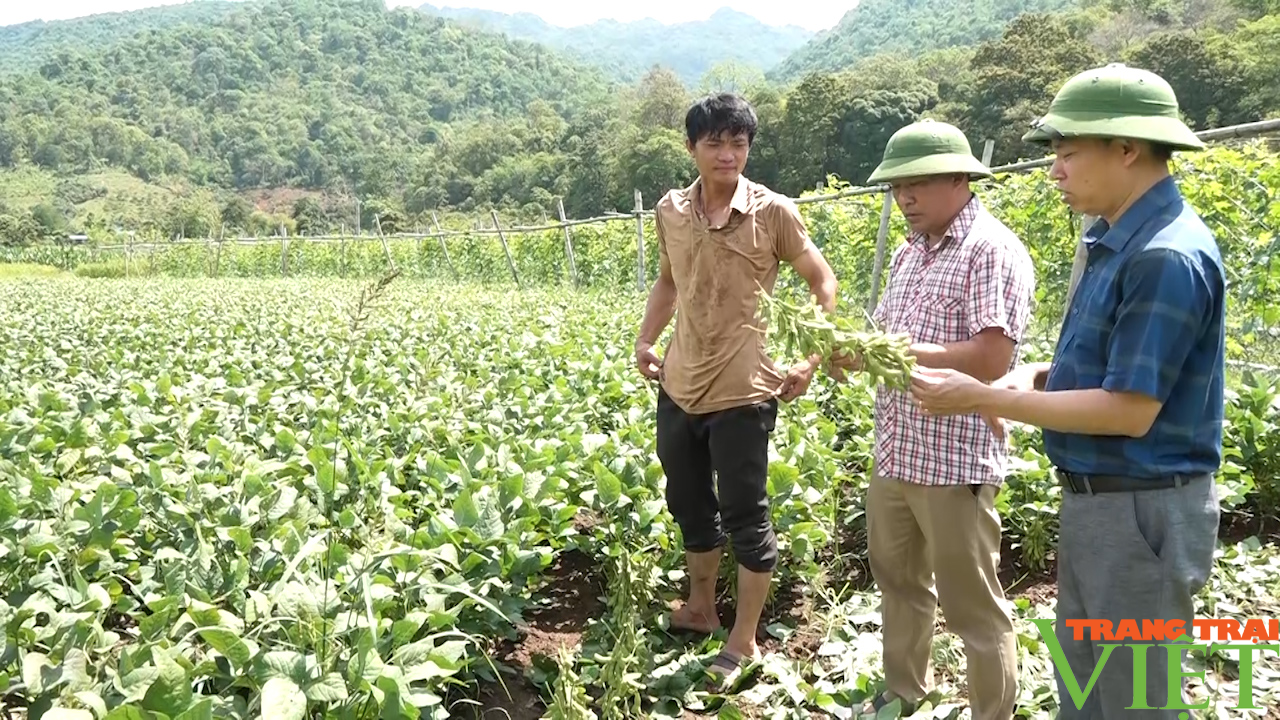 Nông dân Yên Châu nâng cao thu nhập từ cây trồng vụ đông - Ảnh 4.