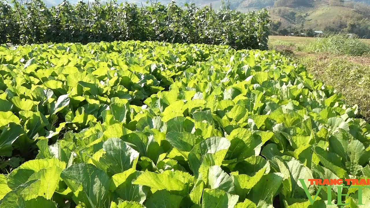 Nông dân Yên Châu nâng cao thu nhập từ cây trồng vụ đông - Ảnh 5.