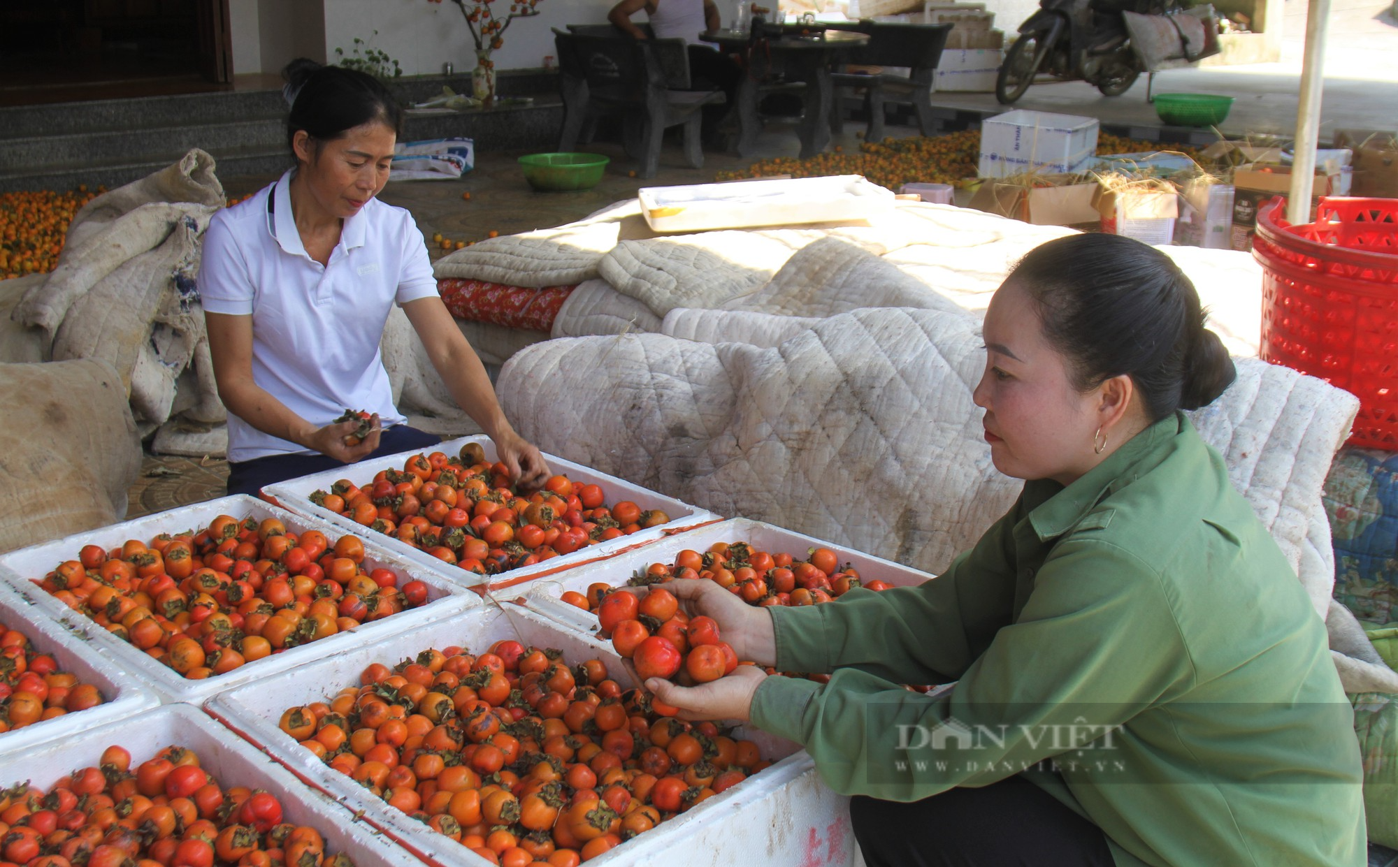 Vựa hồng lớn nhất tỉnh Nghệ An vào vụ thu hoạch, giá bán cao ngất ngưởng mà sao dân vẫn buồn - Ảnh 4.