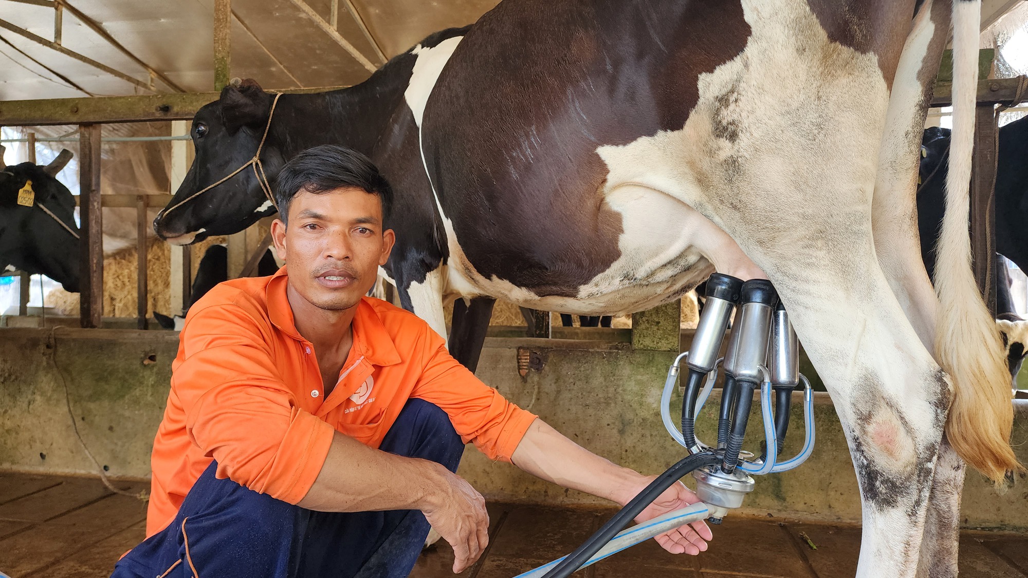 Nhờ dự án nuôi bò trên 2.000 tỷ đồng, nông dân Sóc Trăng tăng thu nhập bền vững - Ảnh 1.