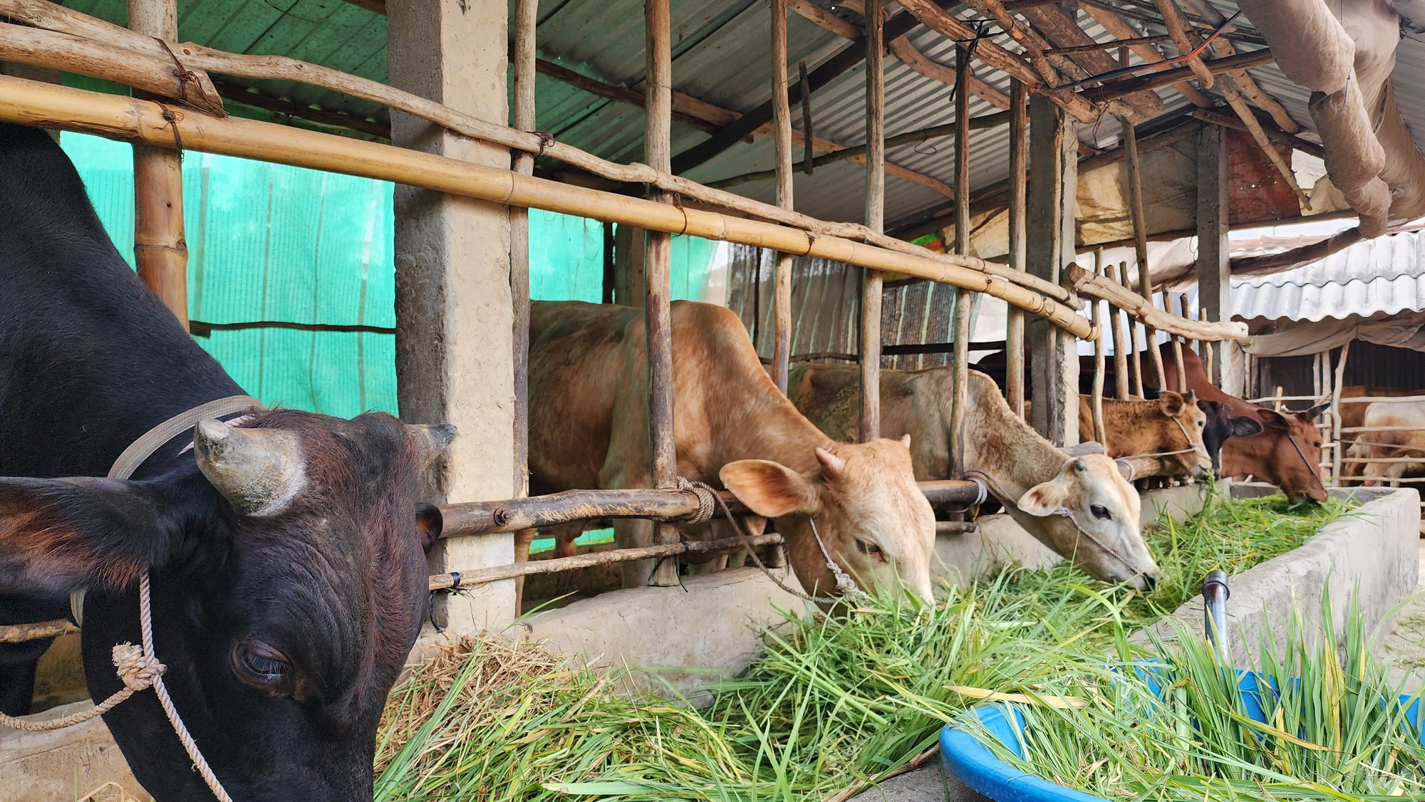 Nhờ dự án nuôi bò trên 2.000 tỷ đồng, nông dân Sóc Trăng tăng thu nhập bền vững - Ảnh 3.