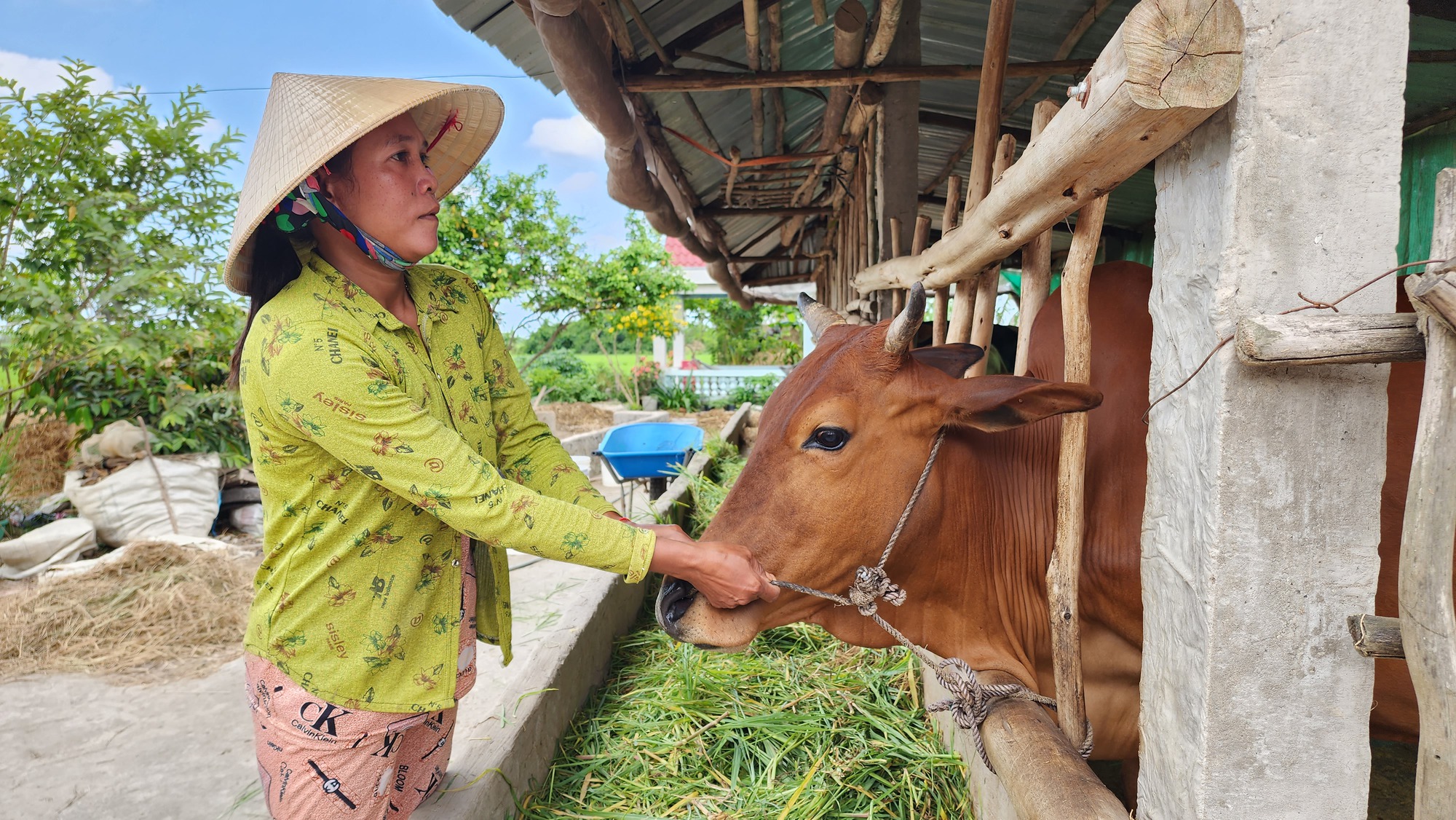 Nhờ dự án nuôi bò trên 2.000 tỷ đồng, nông dân Sóc Trăng tăng thu nhập bền vững - Ảnh 2.