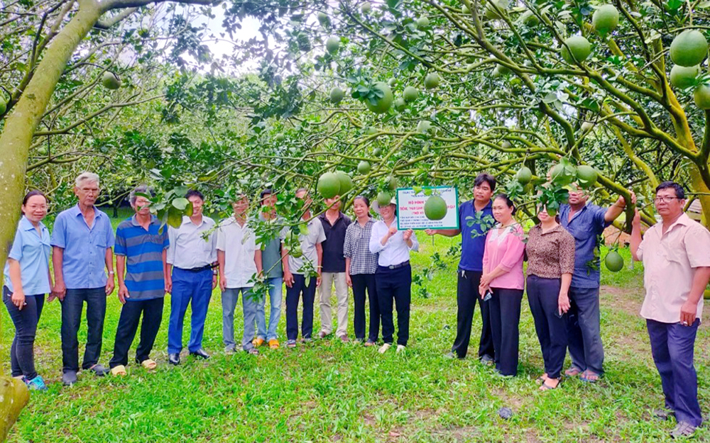 Trung tâm Khuyến nông TP.HCM chuyển giao quy trình trồng và chăm sóc bưởi đạt chứng nhận VietGAP cho nông dân ở xã Phú Mỹ Hưng, huyện Củ Chi. Ảnh: TTKN