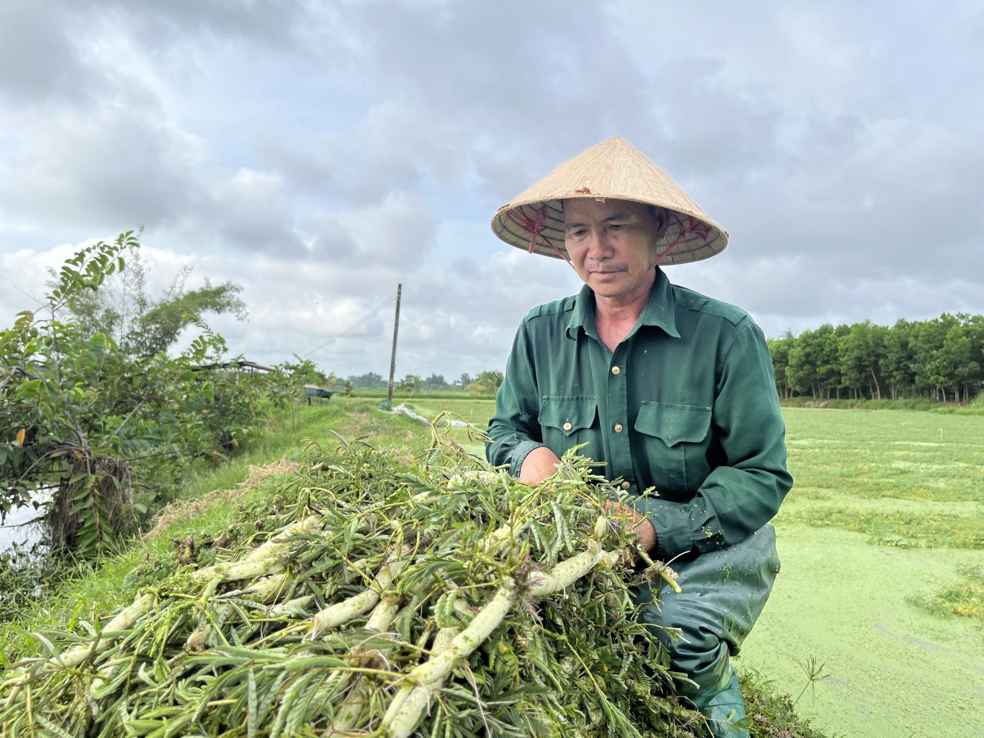 Thứ rau đã bơi giỏi còn đeo phao, ăn tốt cho huyết mạch, nông dân một nơi Tây Ninh hễ hái là bán hết  - Ảnh 1.