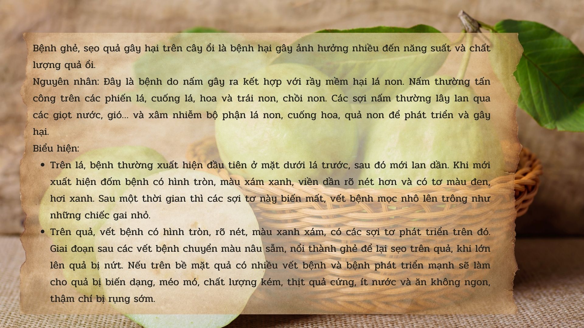 SỔ TAY NHÀ NÔNG: Bệnh ghẻ sẹo trái trên cây ổi và biện pháp phòng trừ hiệu quả nhất - Ảnh 2.