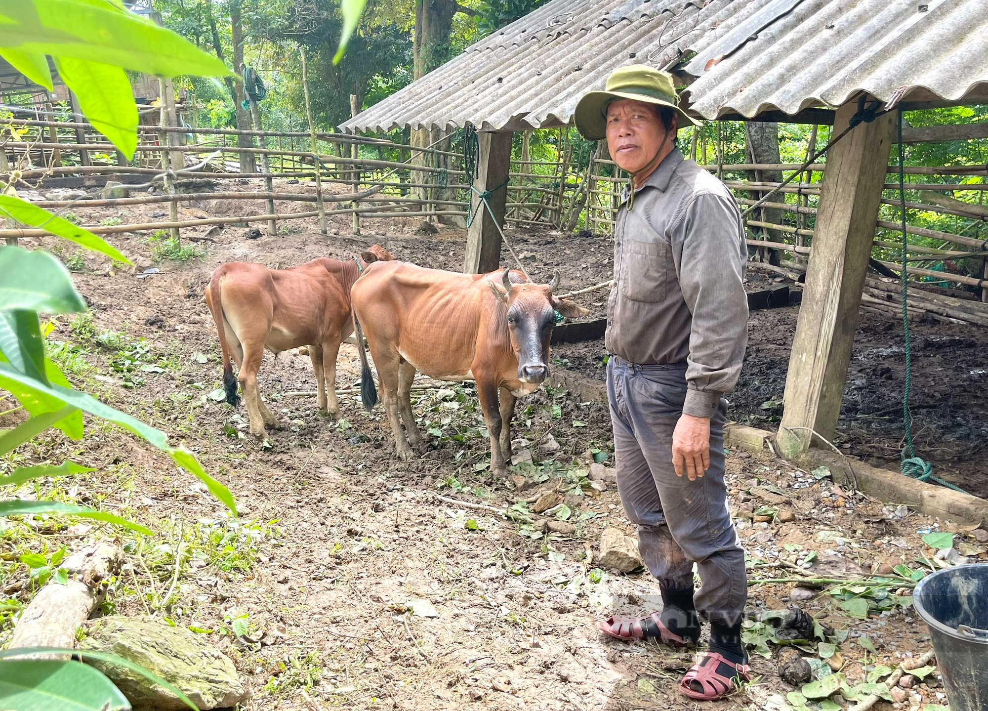 Triệu phú &quot;chăn bò&quot; ở vùng cao Quảng Bình - Ảnh 5.