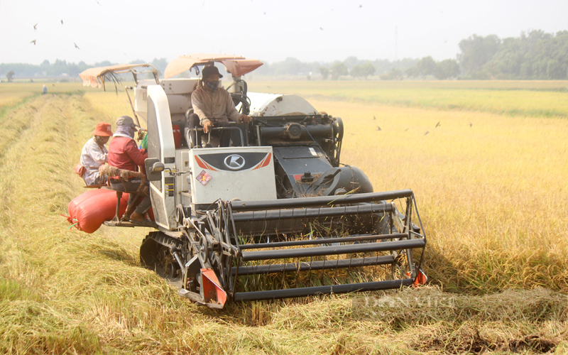 Mục tiêu của Đề án là hình thành 1 triệu ha vùng chuyên canh lúa chất lượng cao và phát thải thấp, gắn với tổ chức lại hệ thống sản xuất theo chuỗi giá trị. Ảnh: Nguyên Vỹ