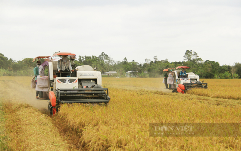 Ngân hàng Thế giới ước tính vùng chuyên canh lúa chất lượng cao ở ĐBSCL khi hình thành có thể giảm 10 triệu tấn carbon, thu về khoảng 100 triệu USD. Ảnh: H.Xây.