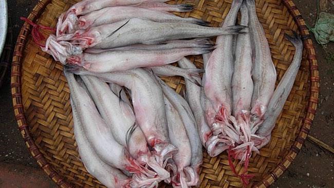 Cứ tháng 9 đến tháng 12 âm lịch, ngư dân lại đi săn loài cá có hình thù hơi “đáng sợ” này, bán 200.000 đồng/kg - Ảnh 3.