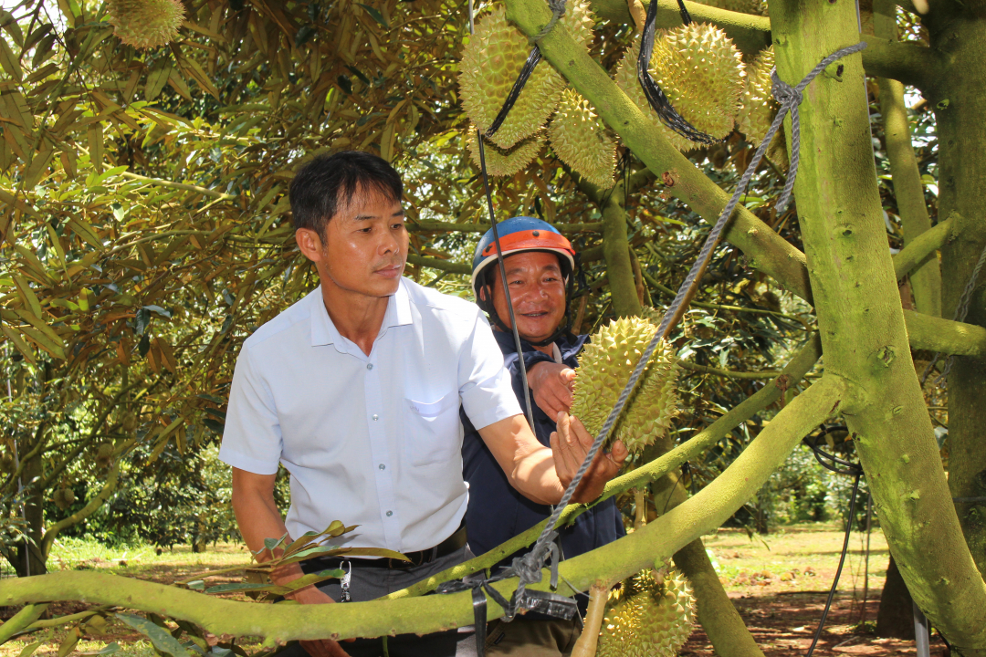 Một huyện ở Đắk Lắk trồng 3.592ha sầu riêng, thương lái vào chọn vườn đẹp, nông dân &quot;ôm mộng&quot; về giá - Ảnh 1.