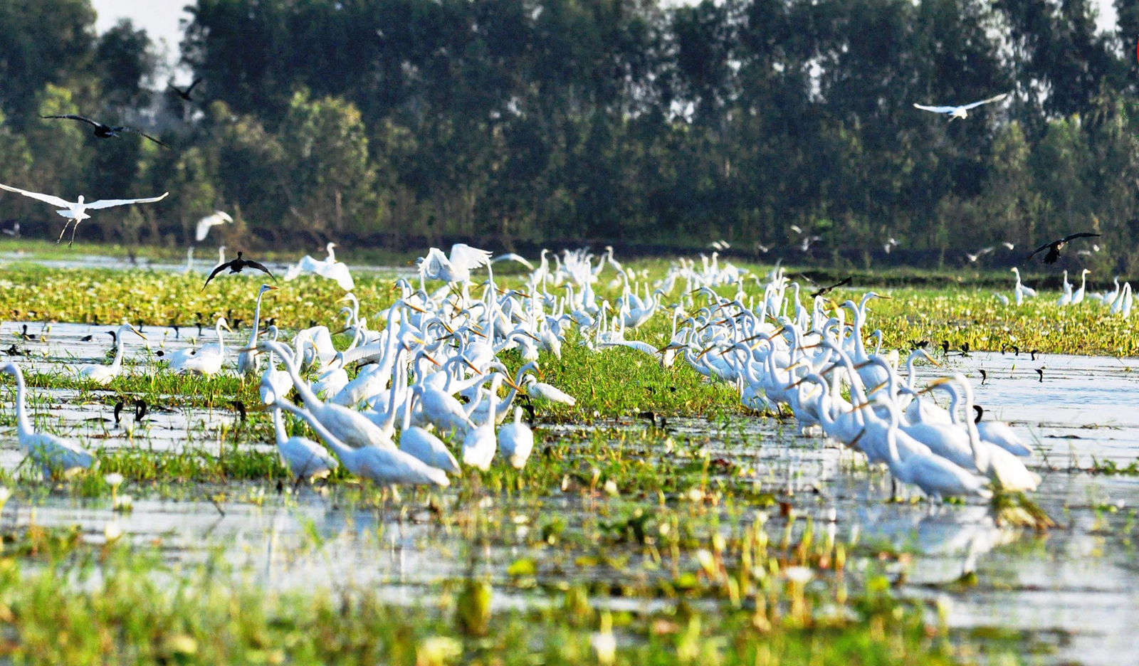 Vùng Đồng Tháp Mười ở Long An có một nơi rộng 5.000ha, thấy đầm lầy, cù lao, rừng tràm, chim đậu kín cây - Ảnh 2.