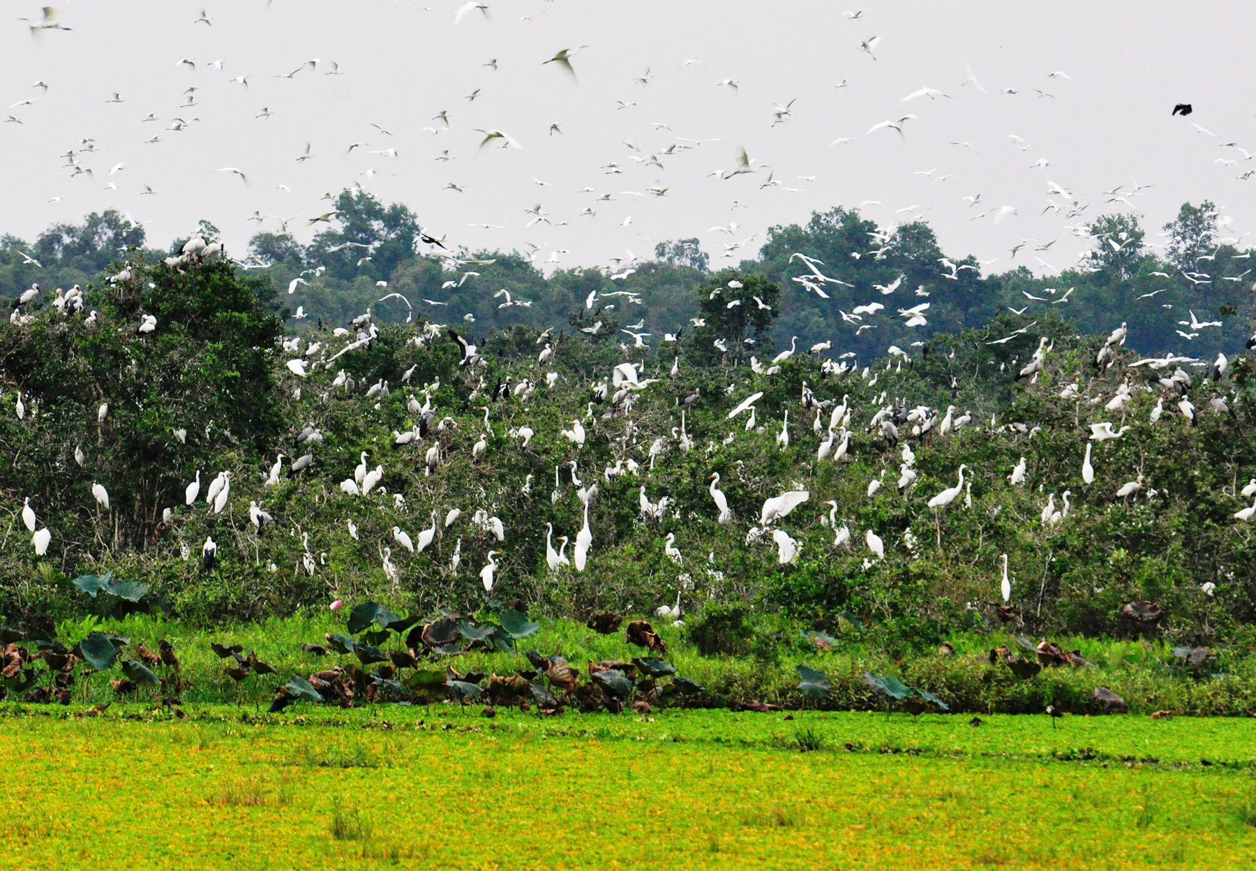 Vùng Đồng Tháp Mười ở Long An có một nơi rộng 5.000ha, thấy đầm lầy, cù lao, rừng tràm, chim đậu kín cây - Ảnh 6.