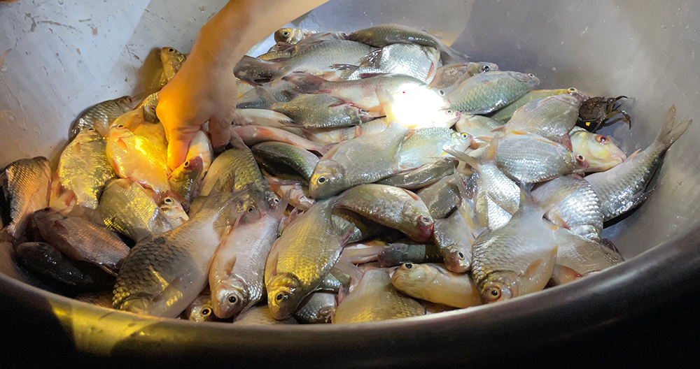 Mùa nước nổi An Giang, nước tràn đồng, rọi đèn pin thấy dân bắt được cá linh, cá mè vinh tươi rói - Ảnh 11.