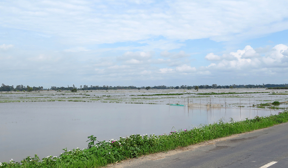 Mùa nước nổi An Giang, nước tràn đồng, rọi đèn pin thấy dân bắt được cá linh, cá mè vinh tươi rói - Ảnh 3.