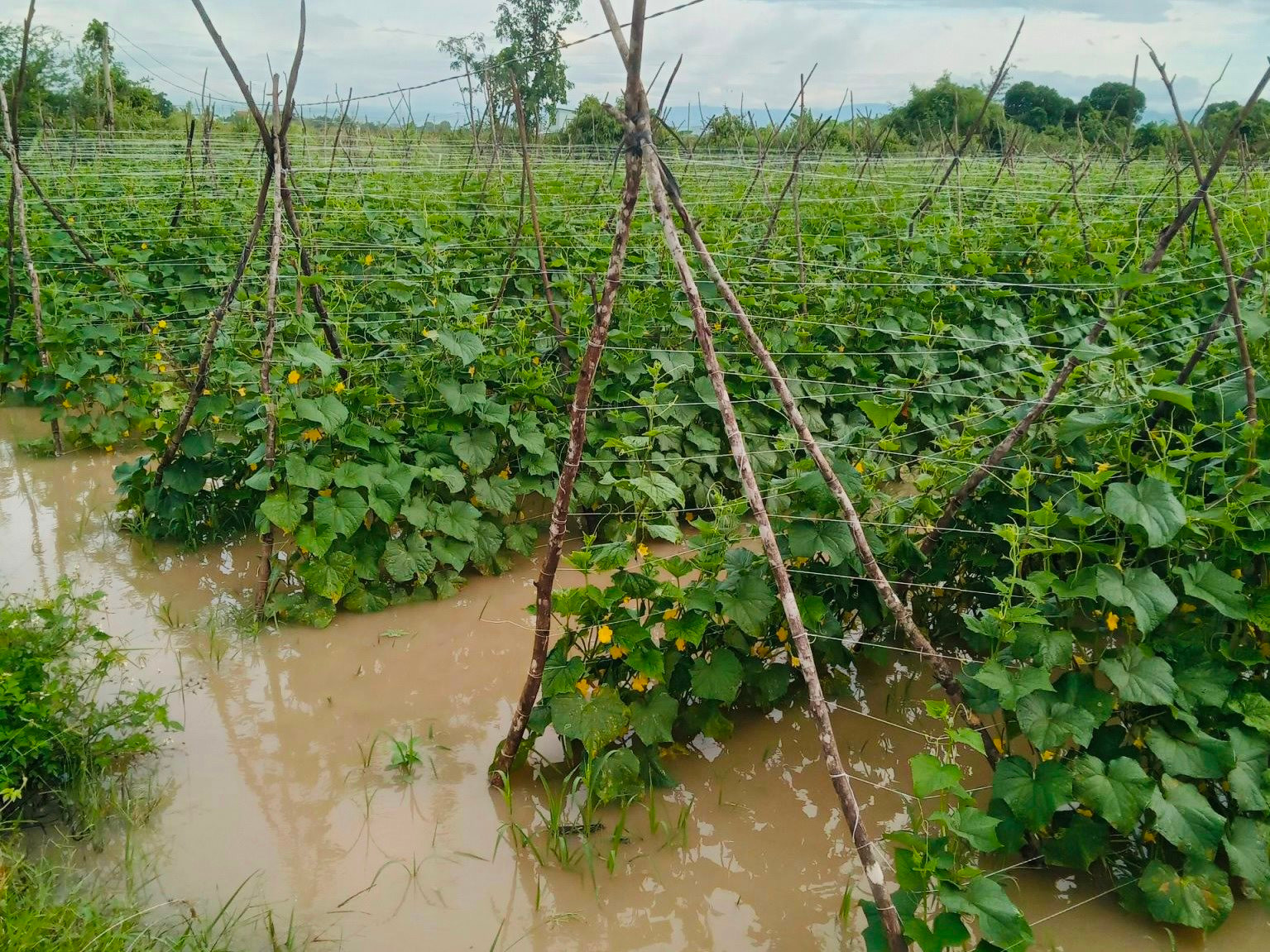 Bình Thuận:Mưa lớn gây thiệt hại nhiều diện tích hoa màu và cát đỏ tràn xuống đường khiến người dân gặp nhiều trở ngại  - Ảnh 1.