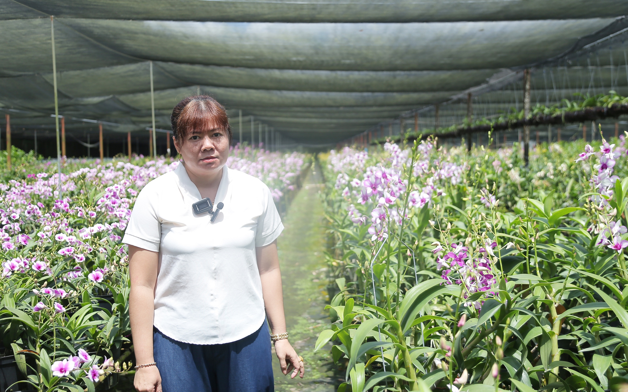 Bỏ việc văn phòng, nữ nông dân trồng hoa lan thu tiền tỷ và câu chuyện nông nghiệp đô thị của TP.HCM