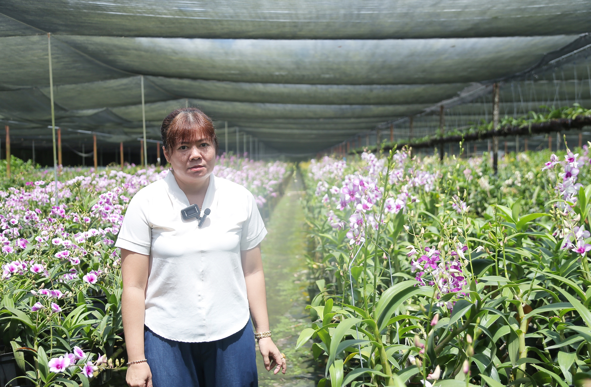 Bỏ việc văn phòng, nữ nông dân TP.HCM trồng hoa lan thu tiền tỷ - Ảnh 1.