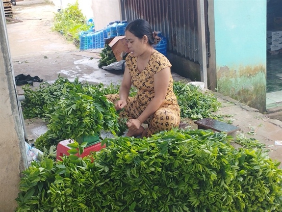 Thứ rau ăn ngọt như nước ninh xương, dân Hậu Giang trồng dưới tán vườn mít, kết hợp nuôi dê, hóa ra lại hay - Ảnh 1.