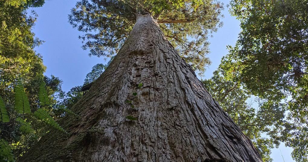 Một khu rừng ở Thanh Hóa la liệt cây cổ có gỗ quý hiếm, có cây thọ gần 1.500 tuổi, đến xem bất ngờ - Ảnh 3.