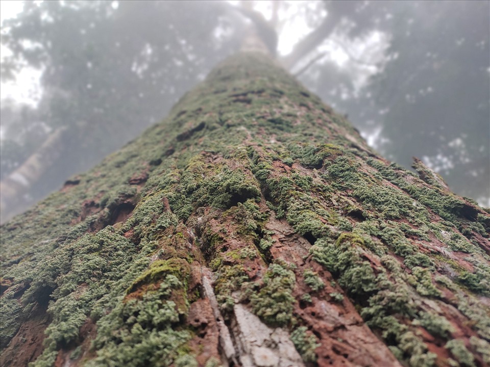 Một khu rừng ở Thanh Hóa la liệt cây cổ có gỗ quý hiếm, có cây thọ gần 1.500 tuổi, đến xem bất ngờ - Ảnh 4.