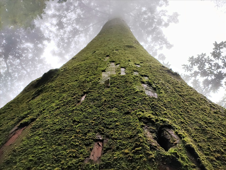 Một khu rừng ở Thanh Hóa la liệt cây cổ có gỗ quý hiếm, có cây thọ gần 1.500 tuổi, đến xem bất ngờ - Ảnh 2.