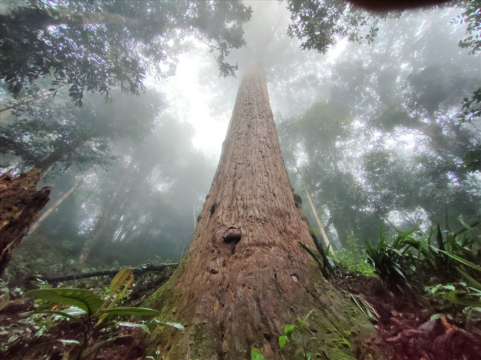 Một khu rừng ở Thanh Hóa la liệt cây cổ có gỗ quý hiếm, có cây thọ gần 1.500 tuổi, đến xem bất ngờ - Ảnh 1.