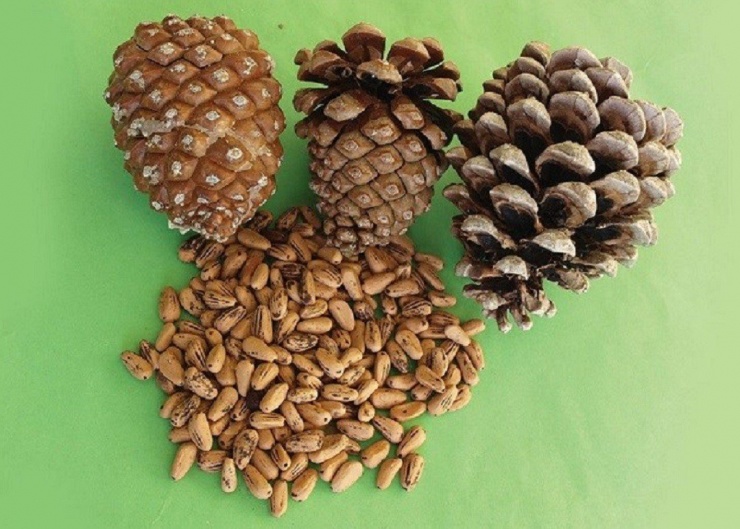 Loại hạt đắt đỏ cả thế giới yêu thích, ở Việt Nam xưa rụng đầy gốc không ai nhặt nay nửa triệu/kg - Ảnh 1.