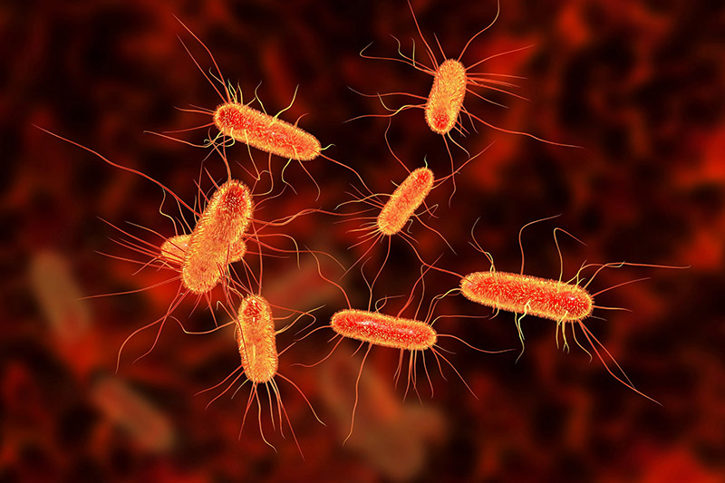 Vụ nước sạch tại Khu đô thị Thanh Hà: Nước nhiễm E.coli gây nguy hiểm tới sức khoẻ thế nào? - Ảnh 4.