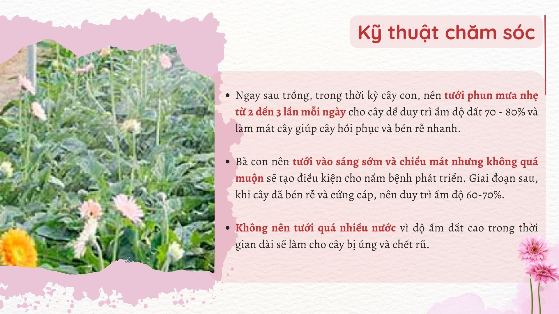 SỔ TAY NHÀ NÔNG: Kỹ thuật trồng và chăm sóc hoa đồng tiền nở đẹp - Ảnh 3.