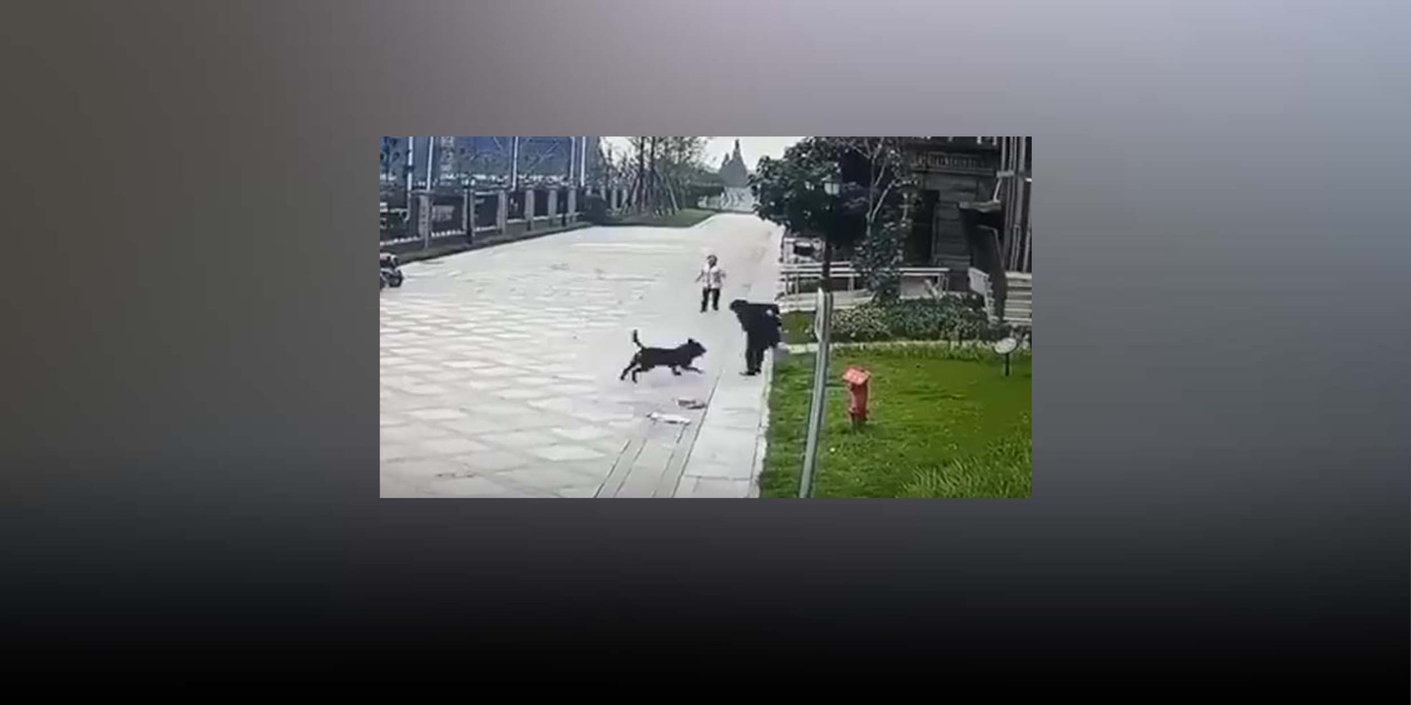 Trung Quốc đứng trước &quot;vấn nạn&quot; chó dữ tấn công người dân - Ảnh 1.