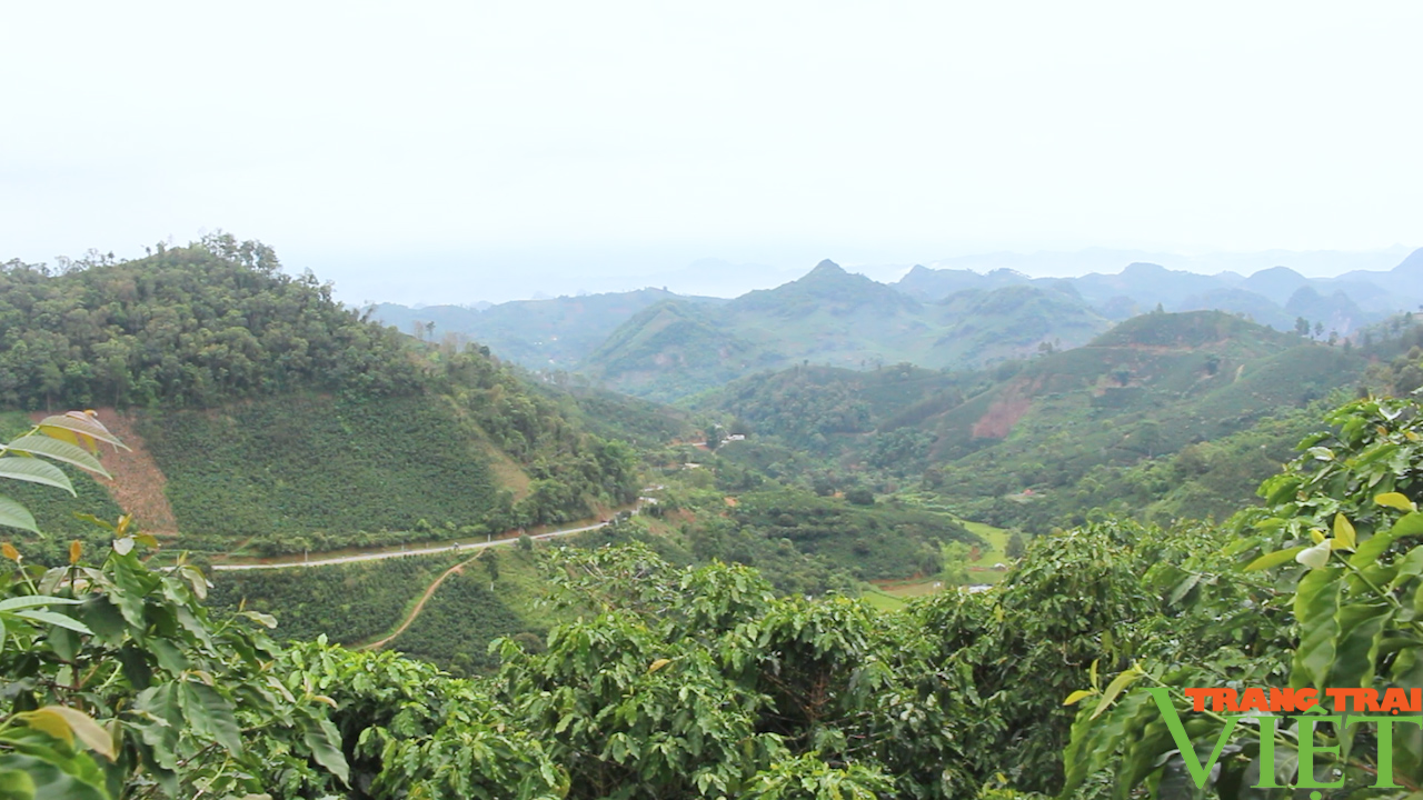 Sơn La: Phát triển bền vững, nâng tầm giá trị cà phê - Ảnh 3.
