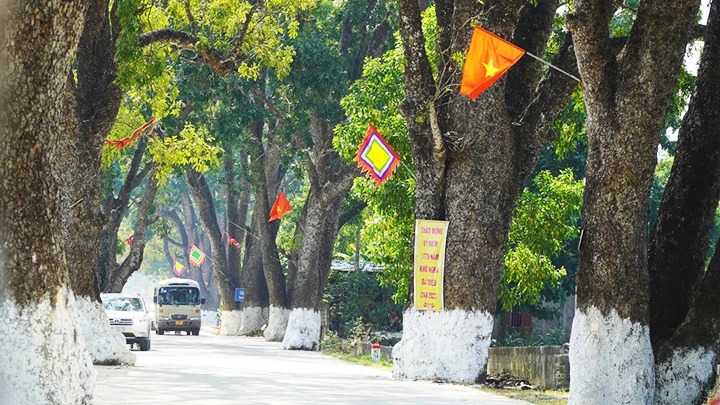 Hàng cây cổ thụ lên một ngôi đền cổ ở Thanh Hóa, ai qua cũng trầm trồ - Ảnh 1.