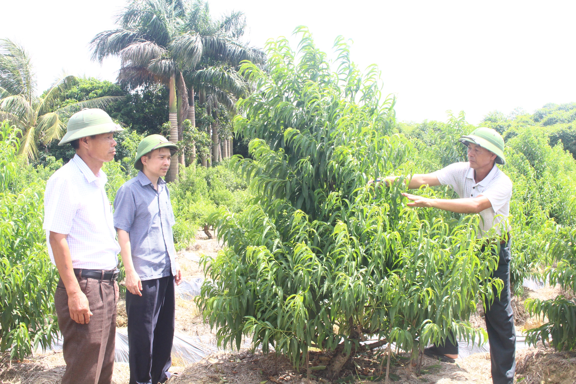 Hội Nông dân tỉnh Hải Dương đào tạo nghề, hỗ trợ nông dân tham gia phát triển hợp tác xã - Ảnh 1.