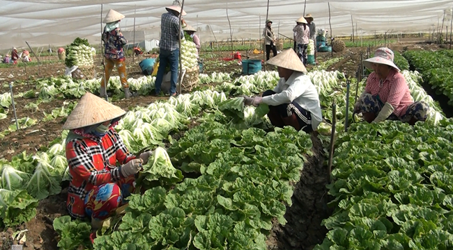 Một HTX ở Tiền Giang trồng rau an toàn bán siêu thị, xuất khẩu sang Nhật Bản, Hàn Bản, có thu nhập cao - Ảnh 1.