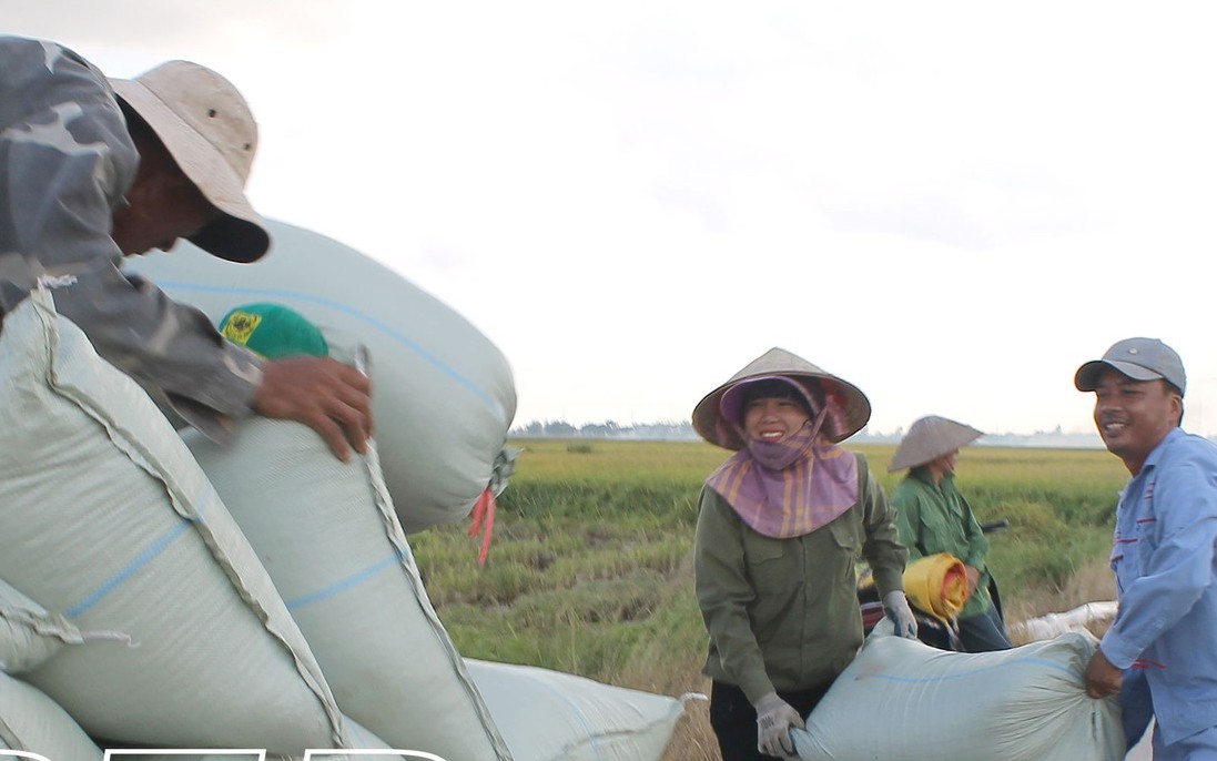 Anh nông dân Thái Bình có nhiều thóc nhất huyện, mỗi vụ cả trăm tấn