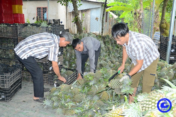 Loại quả ngon này ở Tiền Giang có giá bán cao chót vót, nhà nào bẻ trái bán đều trúng - Ảnh 1.