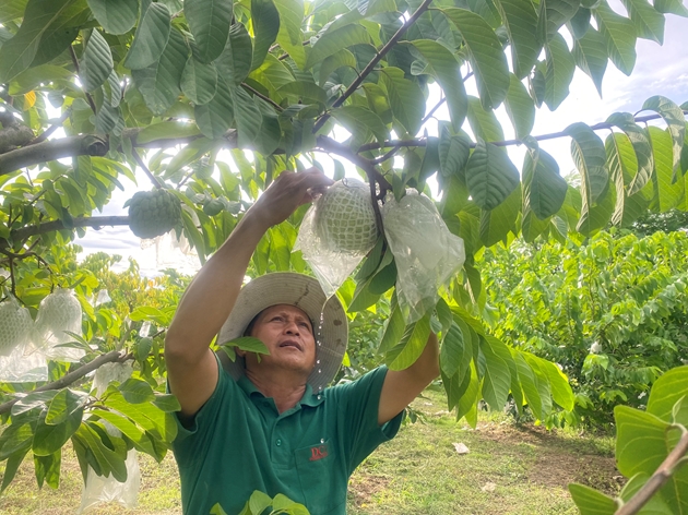 Thứ cây ra loại trái to bự ở Đắk Lắk, anh nông dân hái đến đâu thương lái &quot;khuân&quot; đi hết - Ảnh 2.